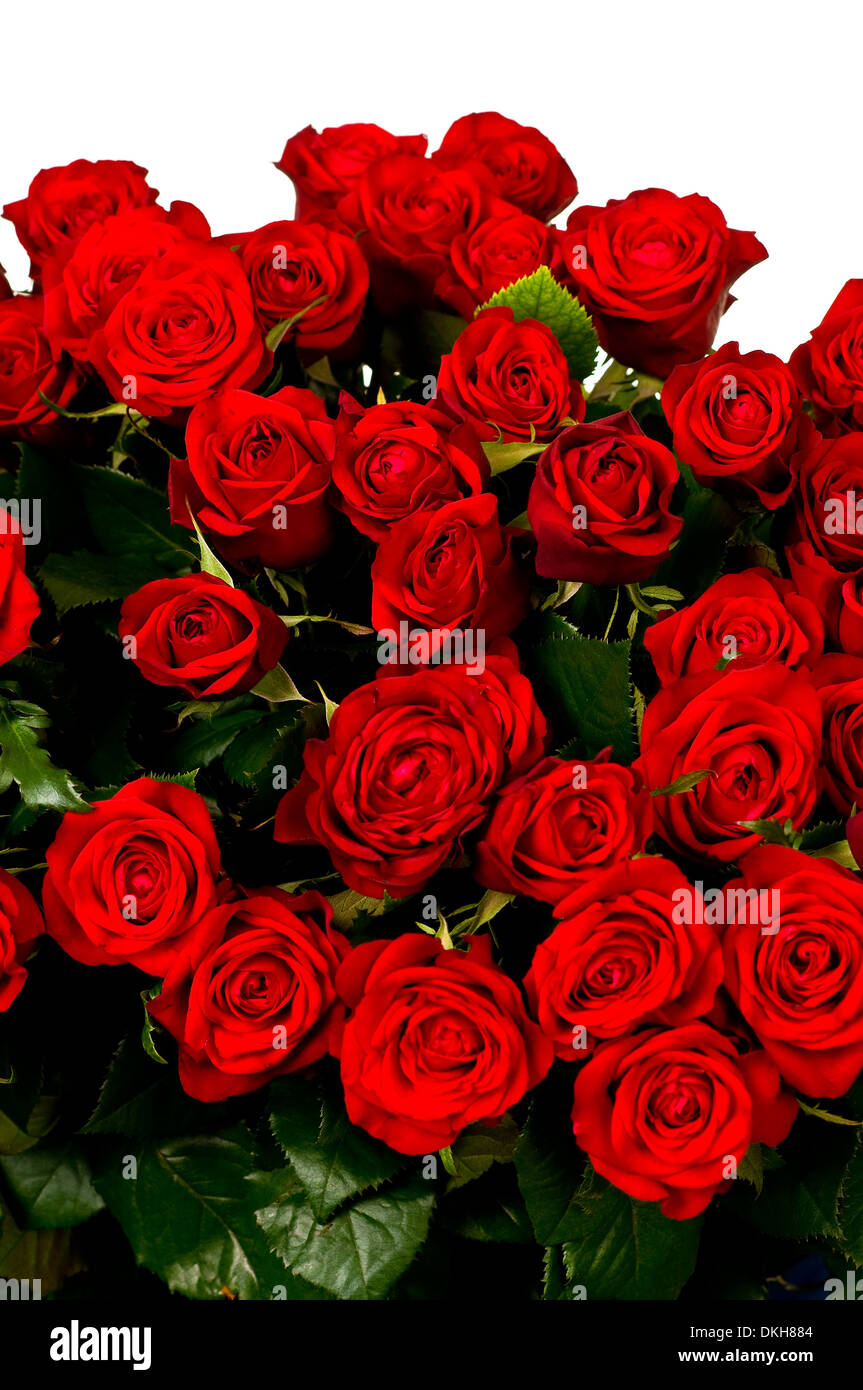 Rose rosse, un enorme bouquet di fiori Foto stock - Alamy