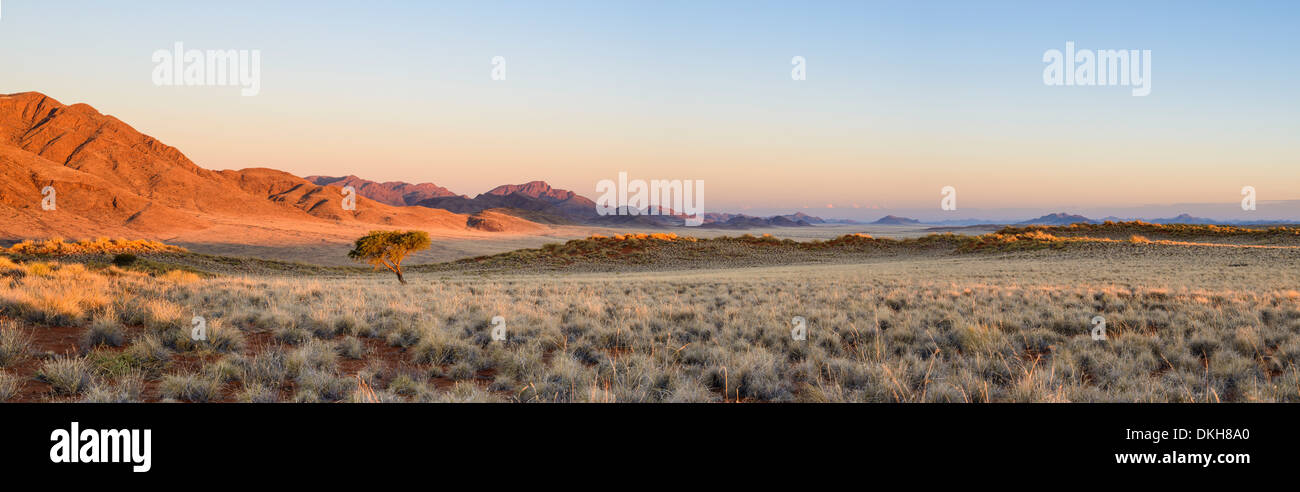 Il sole che illumina una solitaria acacia e le montagne di NamibRand, Namib Desert, Namibia, Africa Foto Stock