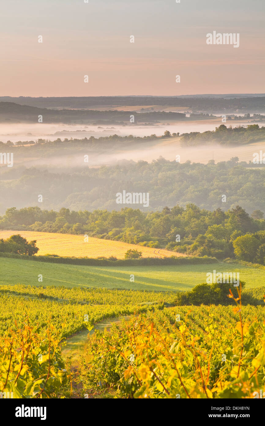 Vigneti vicino a Vezelay durante una nebbiosa alba, Yonne, Borgogna, in Francia, in Europa Foto Stock