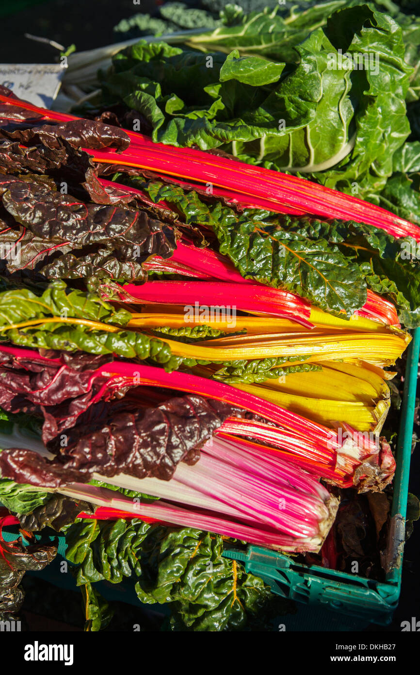 Rainbow Bietole verdure a un mercato degli agricoltori Foto Stock