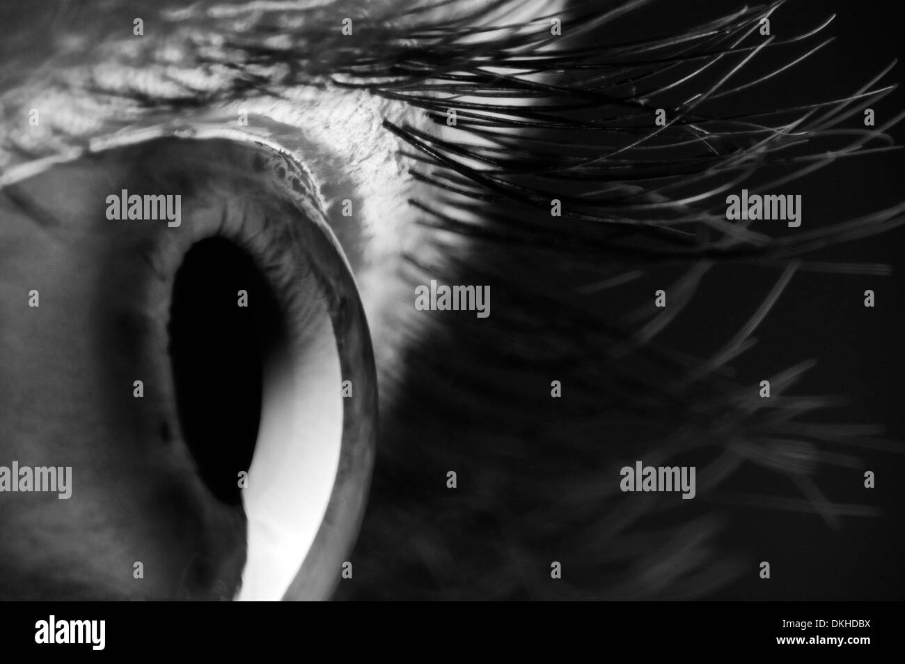 Occhio, dettaglio. Close up. Foto Stock
