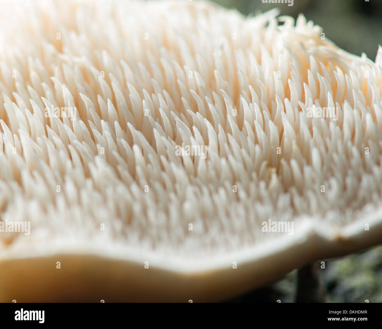 Legno fungo Hedgehog: Hydnum repandum. La parte inferiore mostra le branchie dentata. Surrey, Inghilterra Foto Stock