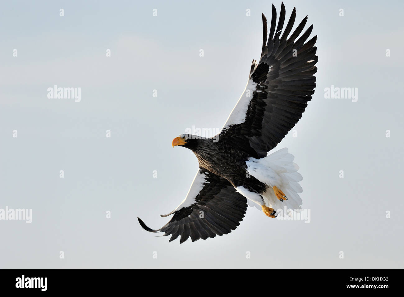 Steller's Sea Eagle (Haliaeetus pelagicus) battenti contro il cielo blu, Rausu, Hokkaido, Giappone. Foto Stock