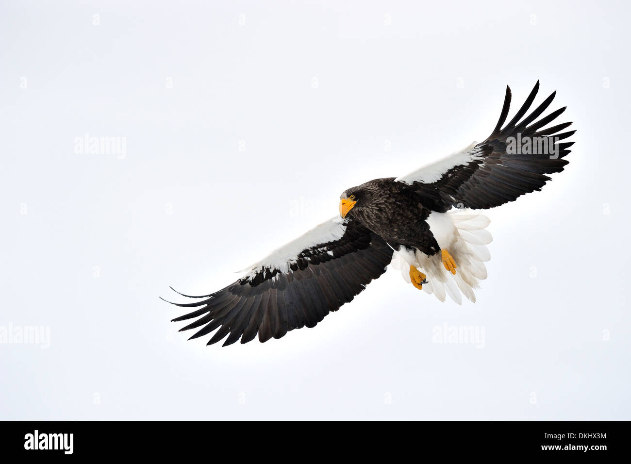 Steller's Sea Eagle (Haliaeetus pelagicus) battenti contro il cielo blu, guardando la telecamera, Rausu, Hokkaido, Giappone. Foto Stock