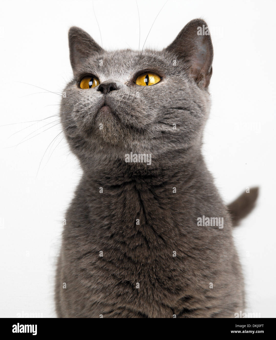 British Shorthaired cat Foto Stock