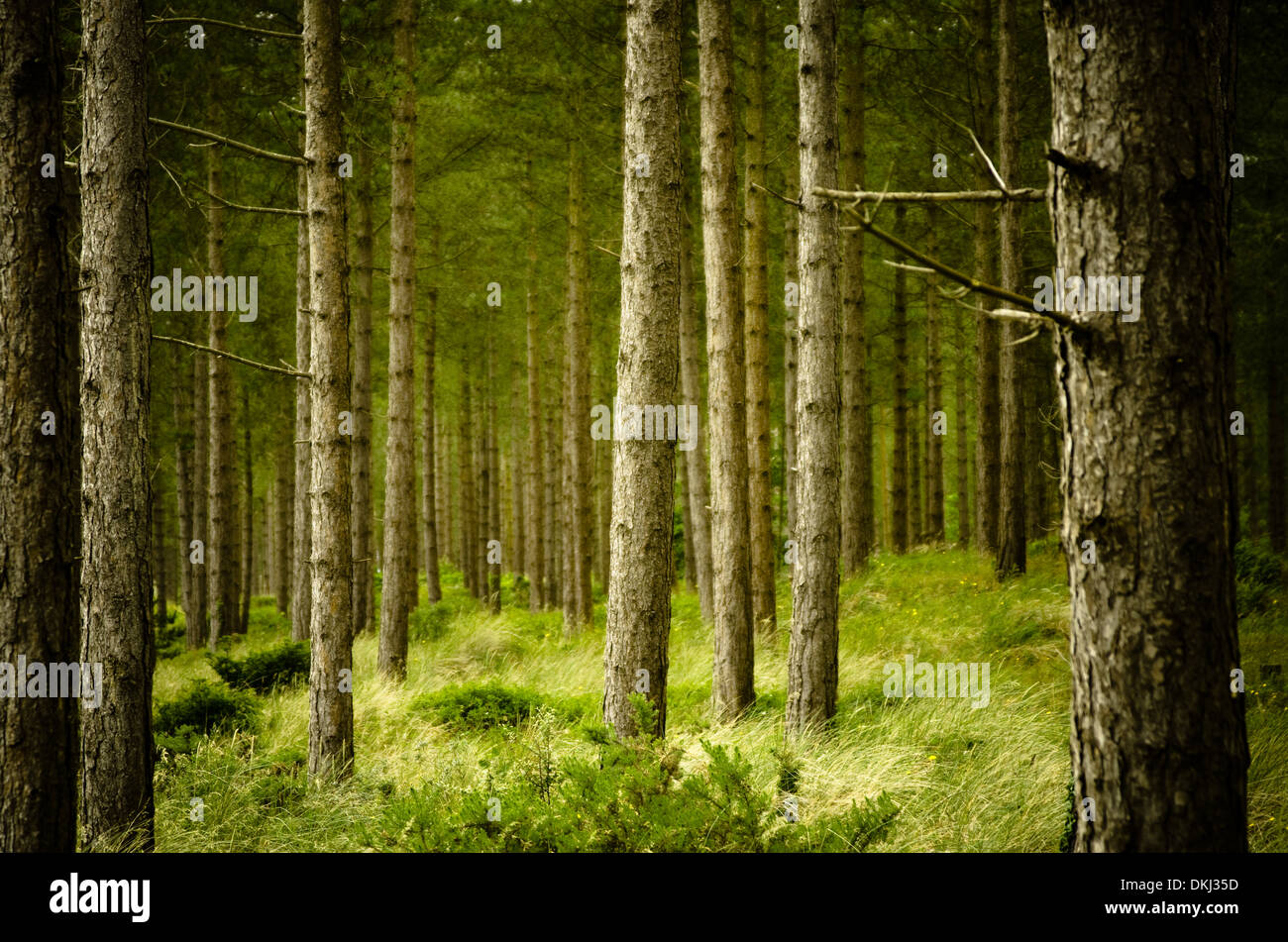 Gli alberi di pino, Newborough Warren Foto Stock