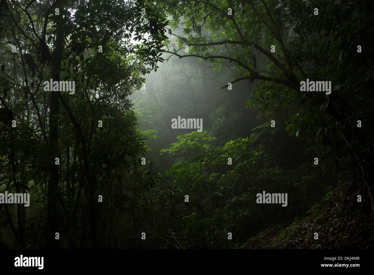 La foresta di El Triunfo Riserva della Biosfera in Sierra Madre mountains, Chiapas, Messico. Foto Stock