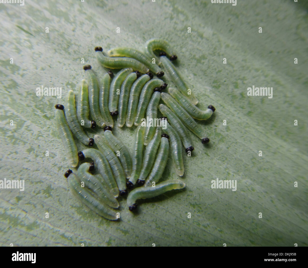 Uova di farfalla hanno appena schiuse e ora ci sono molti catapillers sul lato inferiore di una foglia. Foto Stock