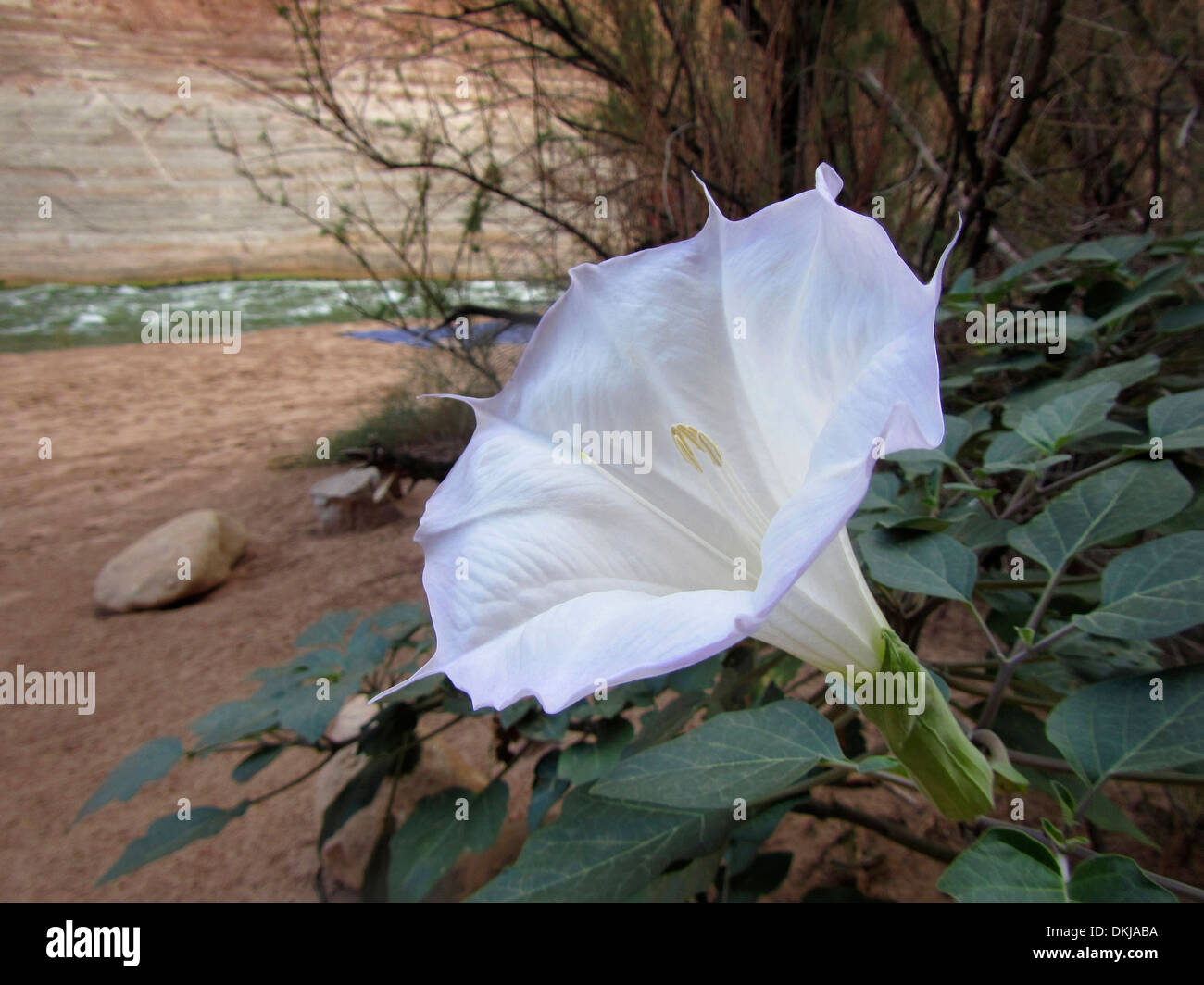 Sacred Datura fiore che sboccia nel Grand Canyon. Datura wrightii o sacra Datura è il nome di un velenoso pianta perenne. Foto Stock