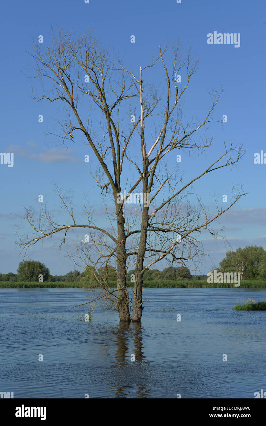 Hochwasser, Oder bei Neuendorf lordo, Brandeburgo, Deutschland Foto Stock