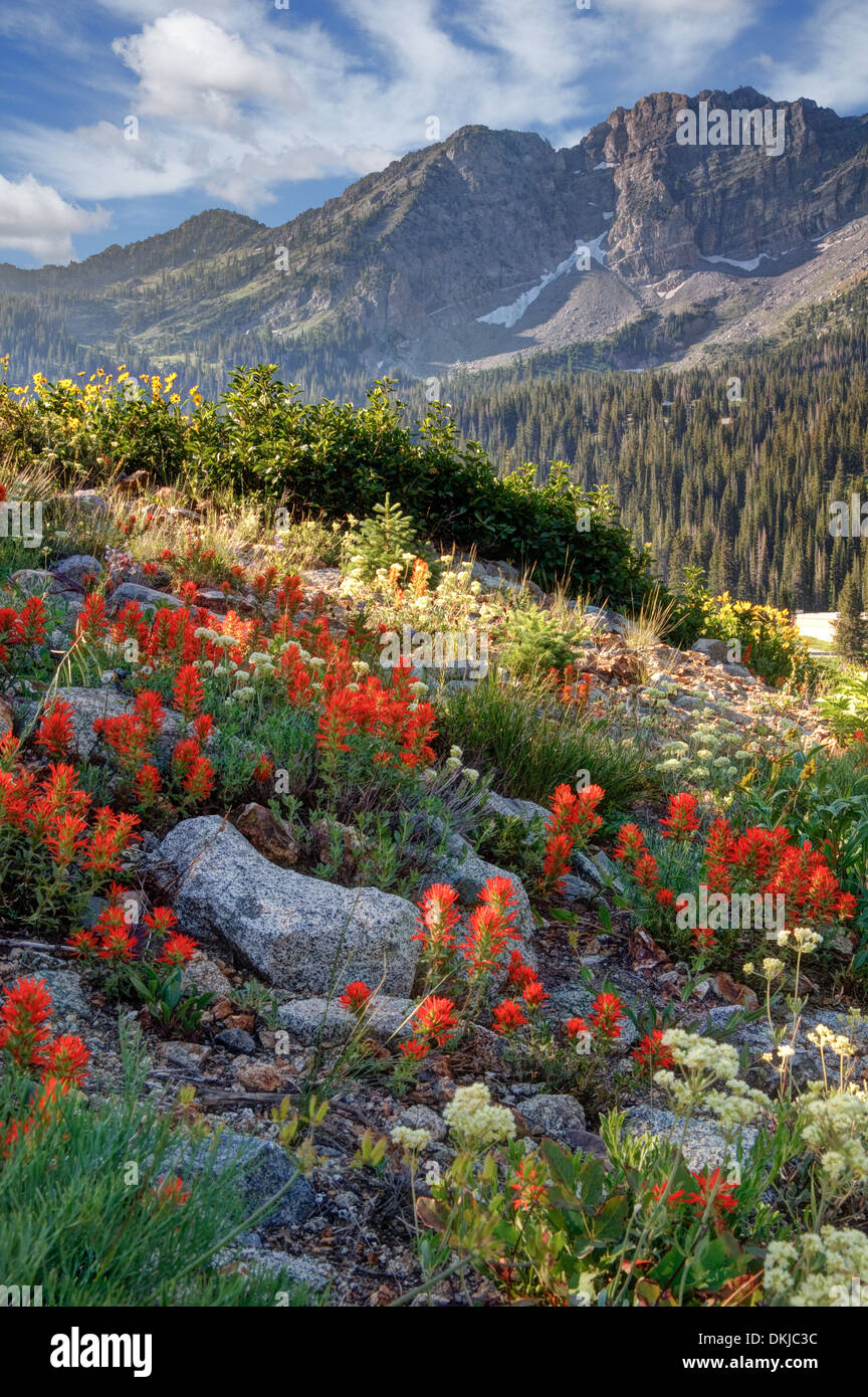 Inizio di stagione di fiori selvaggi in Albion bacino sopra Alta Utah in poco pioppi neri americani Canyon di Wasatch Mountain. Vernice indiano Foto Stock