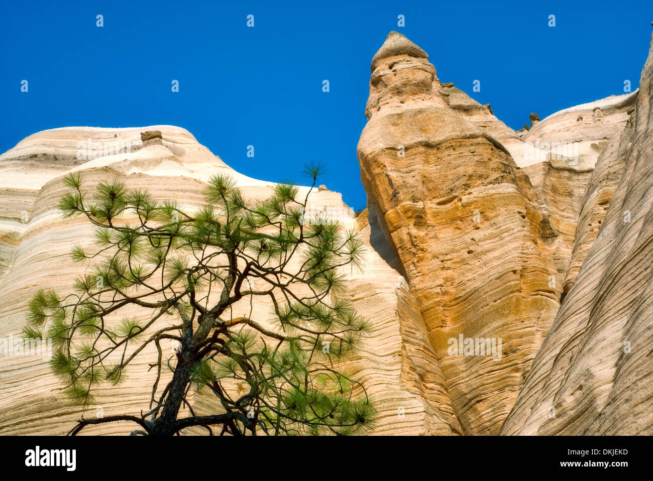 Ponderosa Pine Tree stagliano contro la formazione di roccia in tenda Rocks National Monument, Nuovo Messico Foto Stock