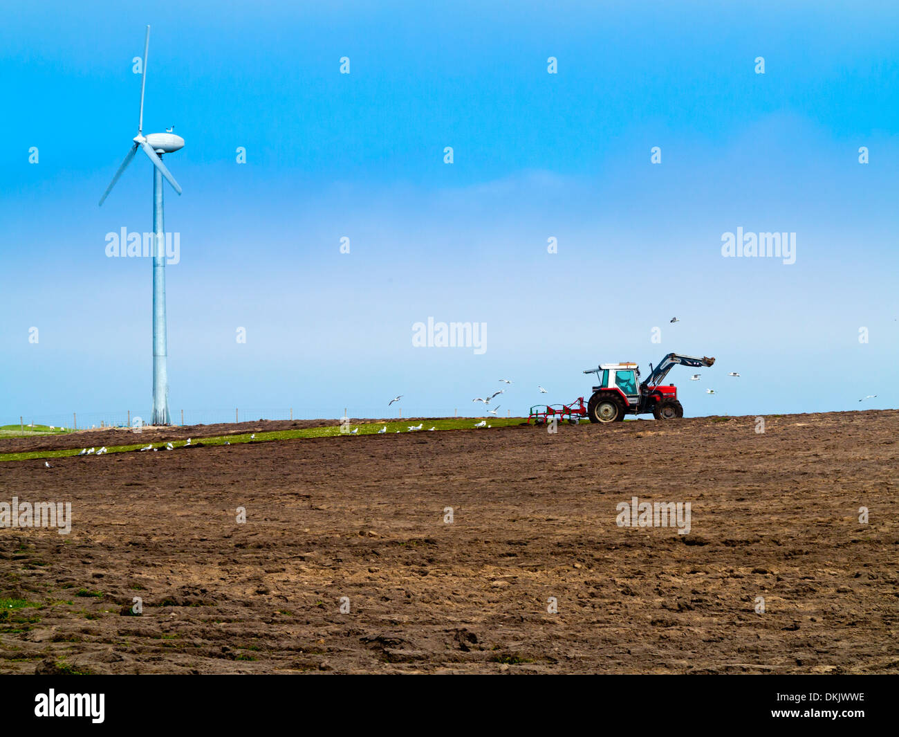 Il contadino arando un campo con la turbina eolica in background e gabbiani dietro il trattore rosso Isle of Tiree Ebridi Interne in Scozia UK Foto Stock