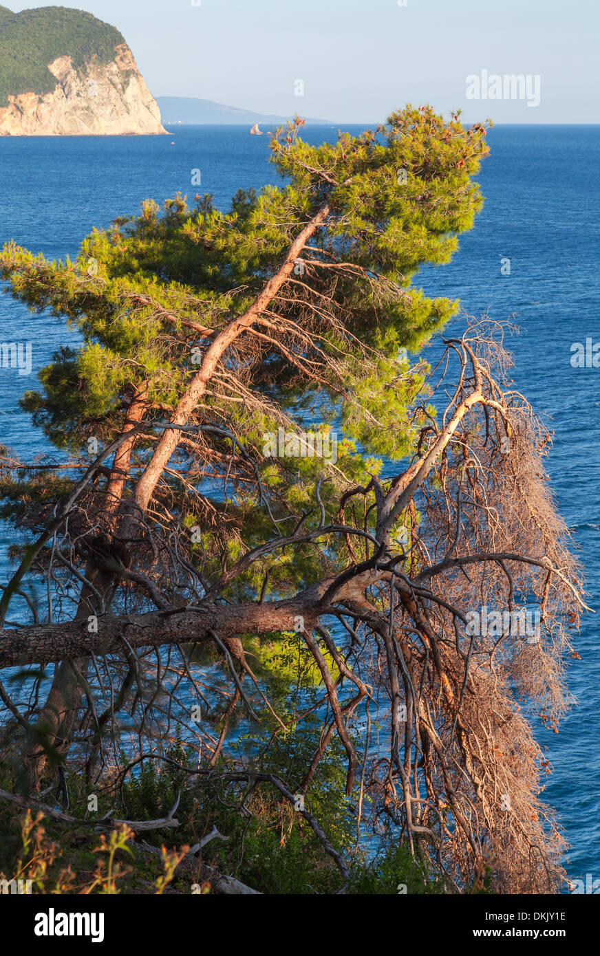 Alberi di pino crescere sulla costa del Mare Adriatico, Montenegro Foto Stock