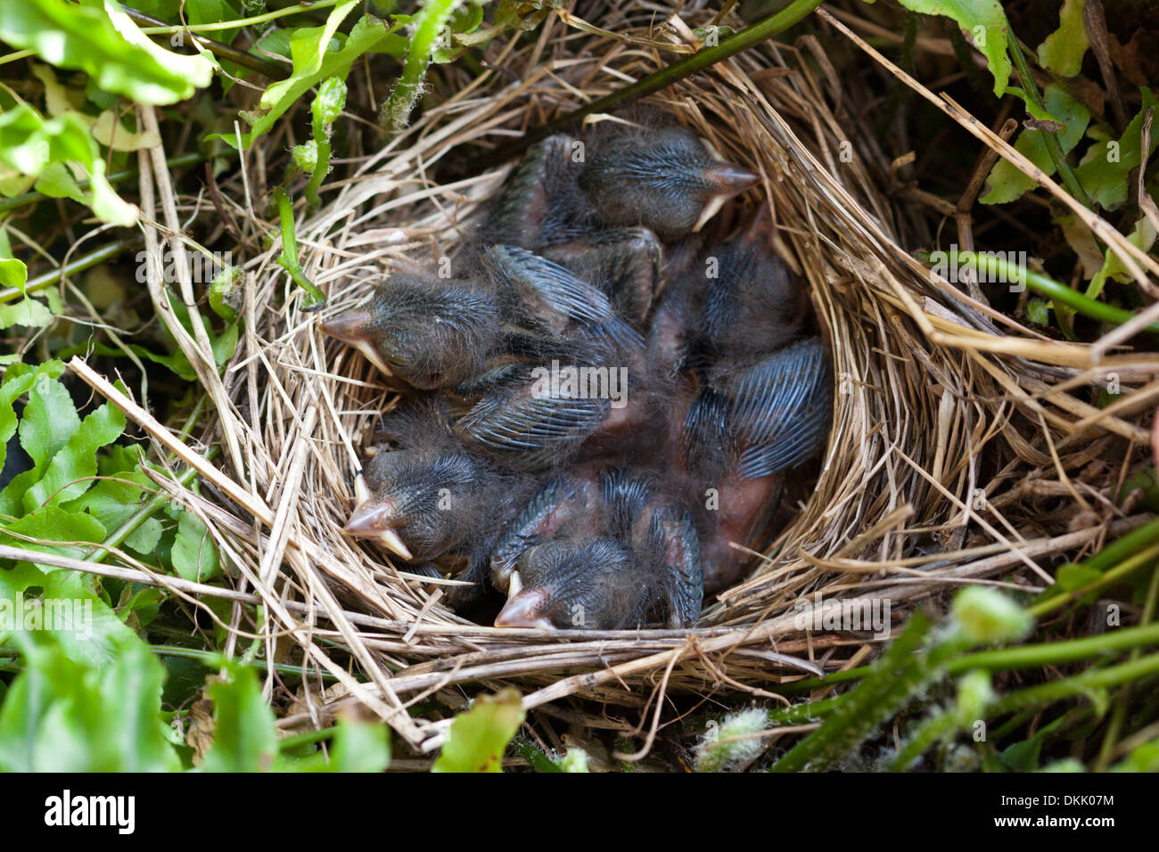 Uccelli baby sparrow nest uccellini nido Pulcini Uova Foto Stock