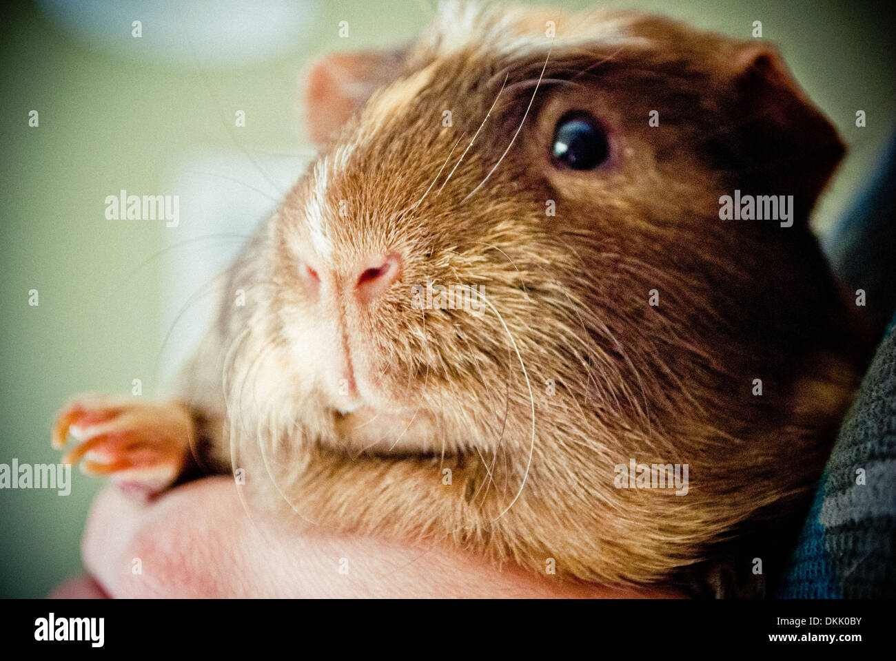La cavia close up. Foto Stock