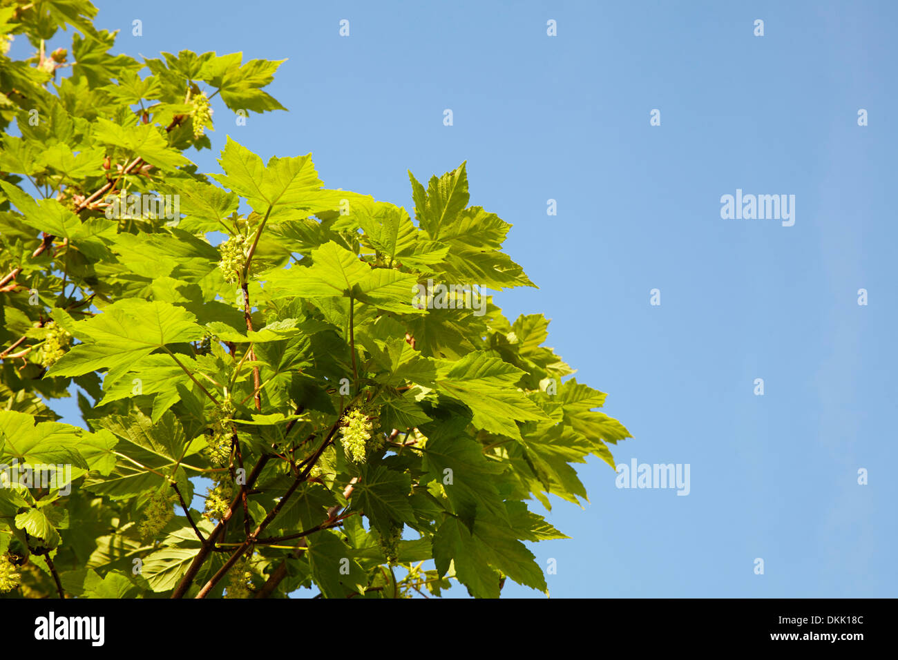Sicomoro foglie contro il cielo blu Foto Stock