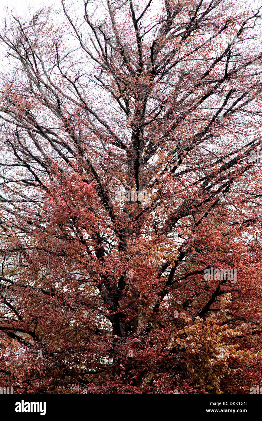Rosso albero lasciava in italia Foto Stock