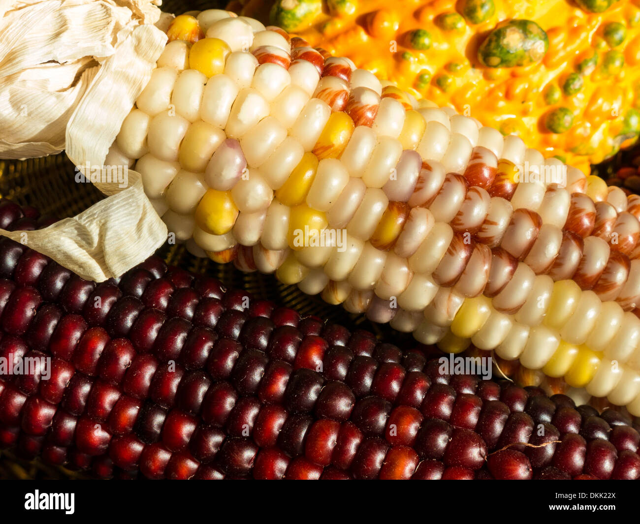 Mais indiano Still Life Foto Stock