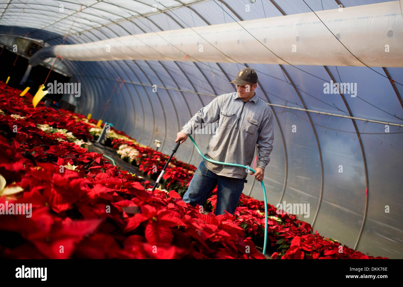 Nov. 24, 2009 - Redding, CALIFORNIA, STATI UNITI D'AMERICA - Eli Worden, 19, acque poinsettias Martedì, parte della sua routine mensile presso il Collegio di Shasta Farm. I poinsettias fanno parte della propagazione nel vegetale programma e sarà in vendita il prossimo tre fine settimana a beneficiare il reparto orticoltura e attività correlate..Nathan Morgan/proiettore Record. (Credito Immagine: © Redding Record/proiettore ZUMApr Foto Stock