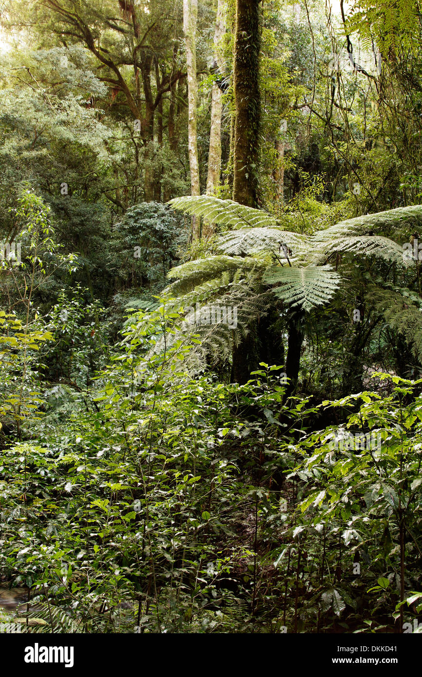 Nuova Zelanda foresta tropicale foresta Foto Stock