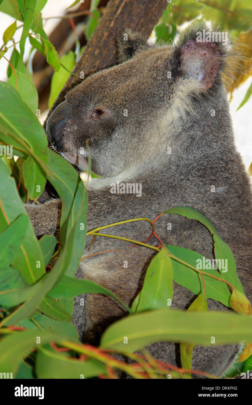 Una sonnolenta Koala in eucalipto Foto Stock