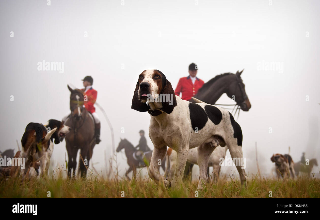 26 nov 2009 - pini del sud, North Carolina, Stati Uniti d'America - Hounds mill circa nella nebbia dopo la finitura del Moore County Hounds fox hunt in campo Hobby in pini del sud, N.C. I segugi seguire una linea di profumo, che nel caso del Giorno del Ringraziamento hunt, non è un live fox ma a trascinare il profumo. Vietato in Inghilterra e nel Galles dal 2004, la caccia alla volpe è ancora legale in America ma è più circa Foto Stock