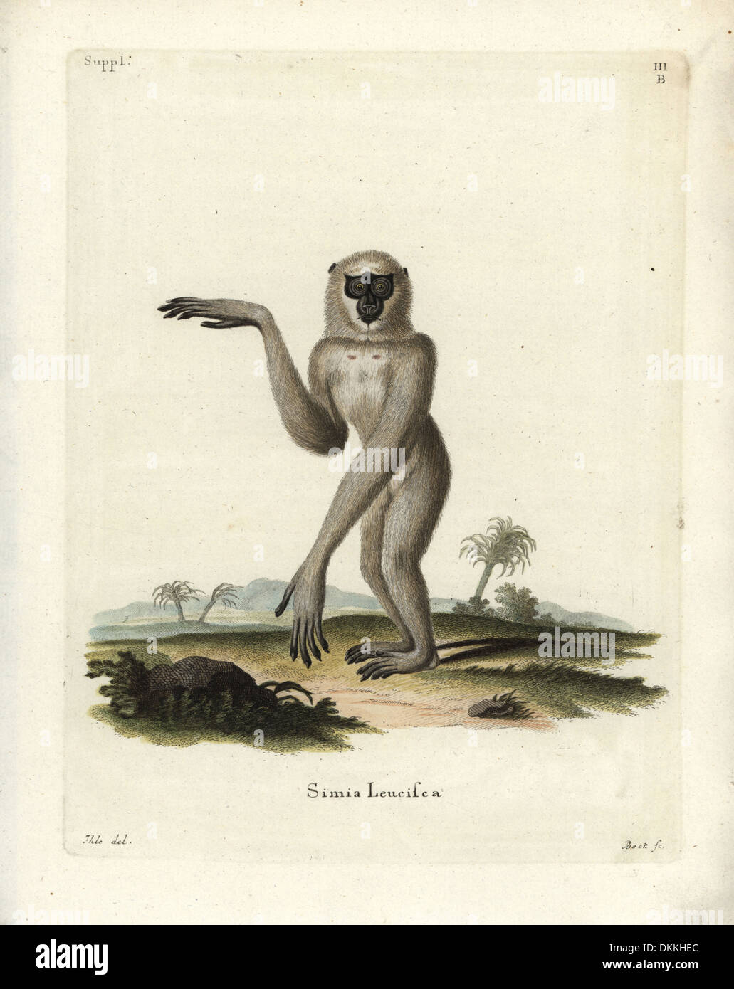Gibbon argenteo, Hylobates moloch. In via di estinzione. Foto Stock