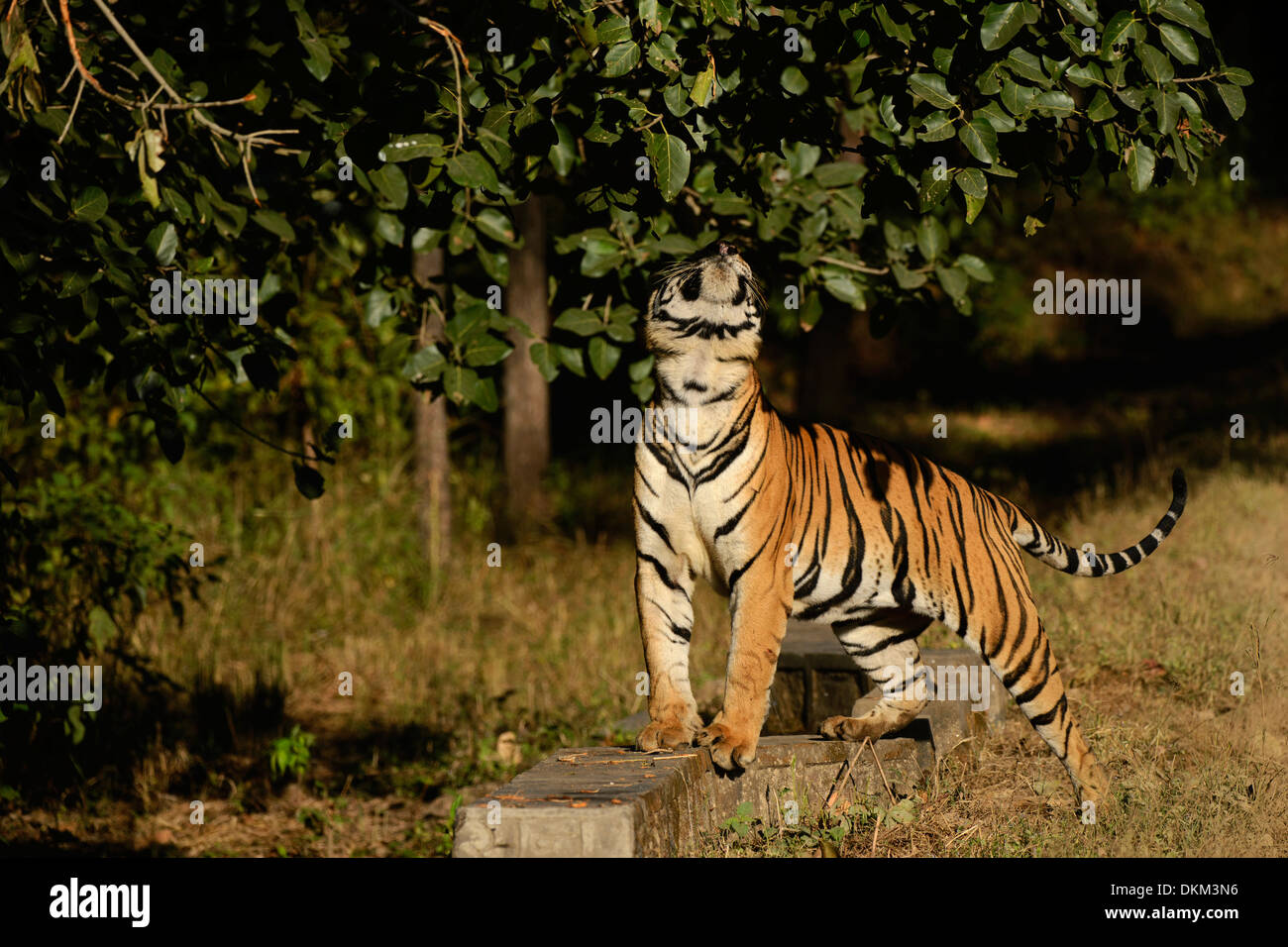 Dominante la tigre maschio chiamato Munna odore di foglie in Kanha Riserva della Tigre, India. Foto Stock