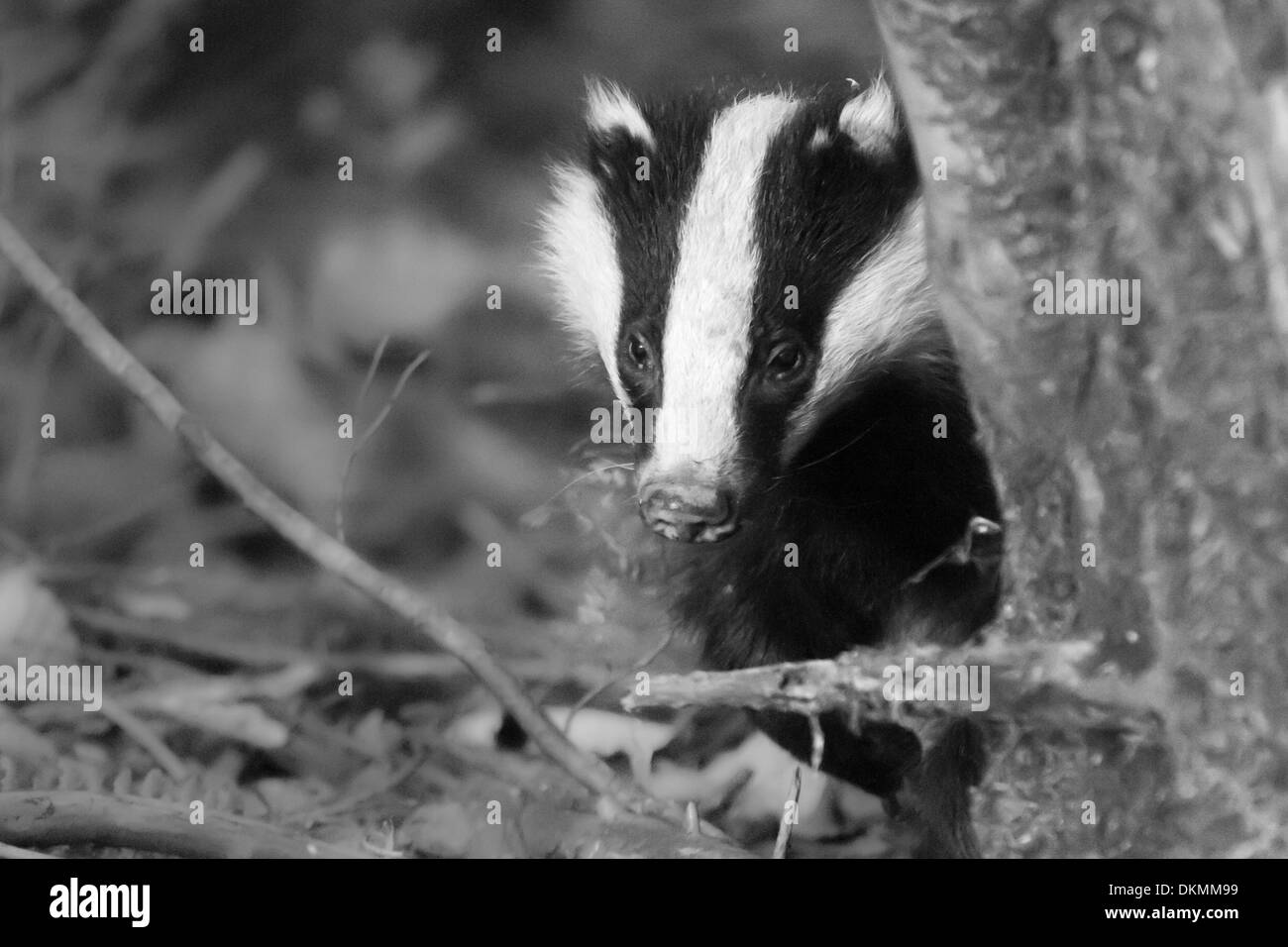Badger Foto Stock