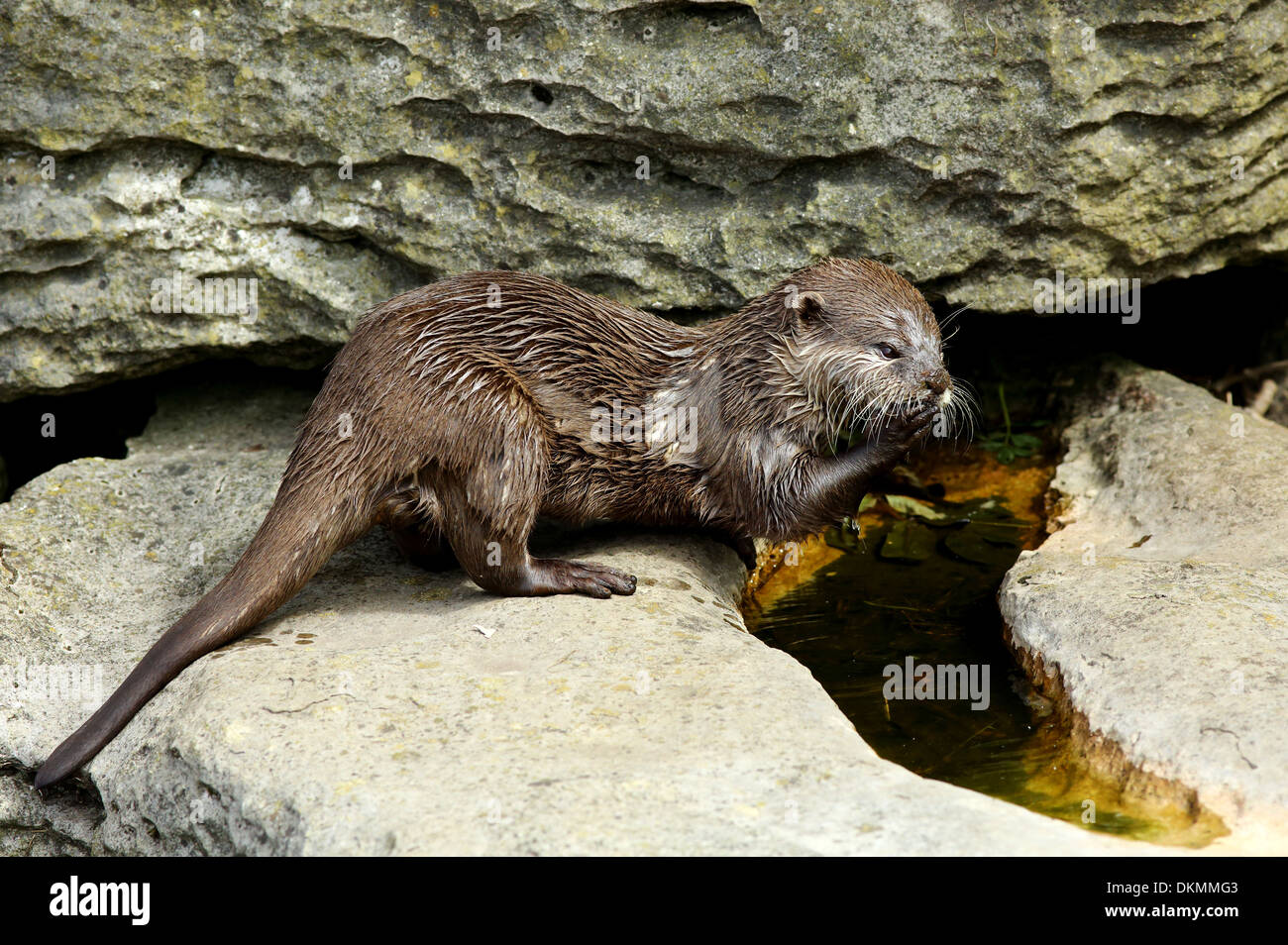 Lontra di lavaggio Foto Stock