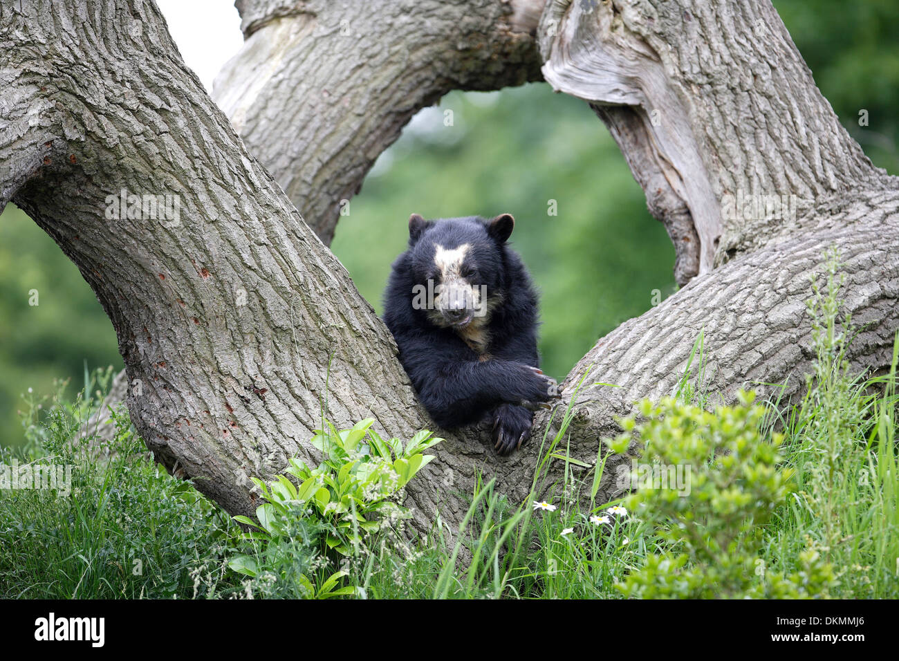 Spectacled recare in appoggio su una struttura ad albero Foto Stock