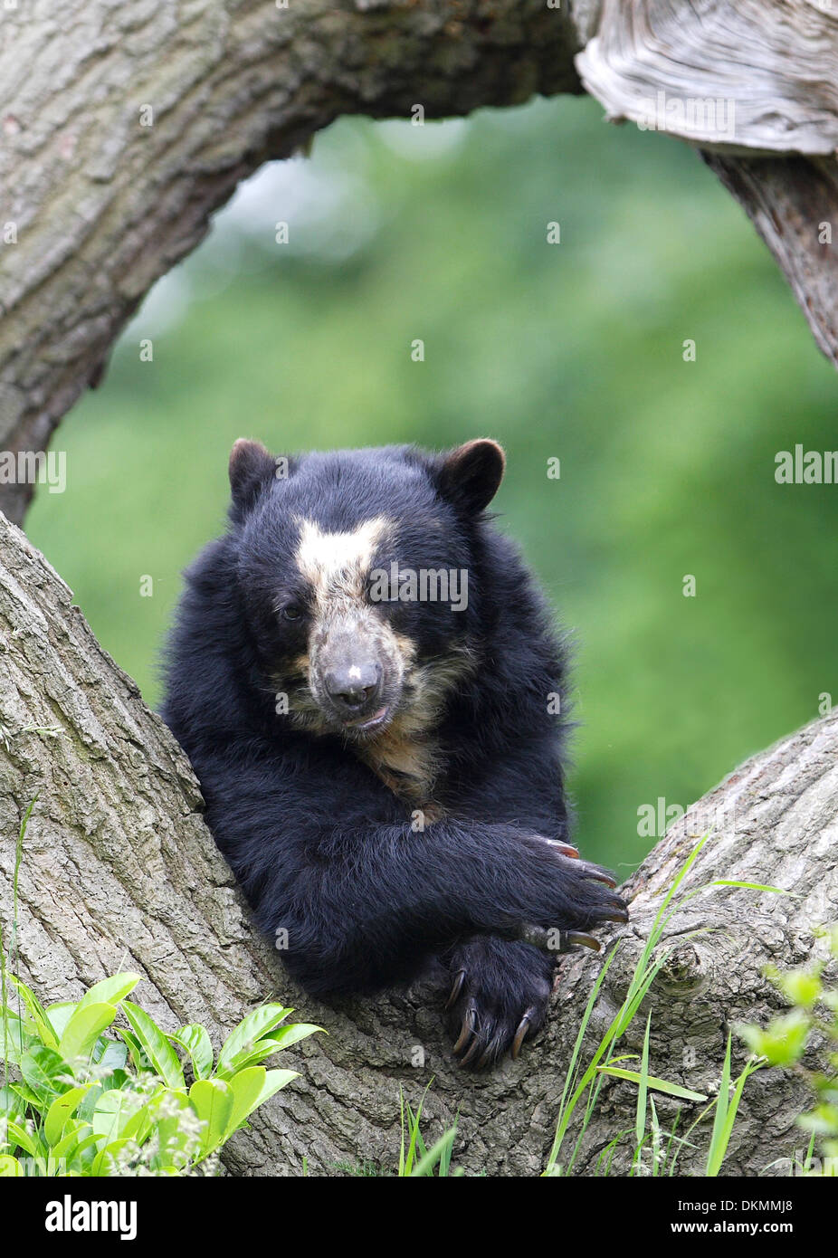 Spectacled recare in appoggio su una struttura ad albero Foto Stock
