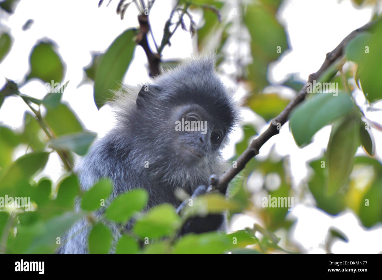 Giovane foglia argento - scimmia Langur Argento - Lutung: Brunei Foto Stock