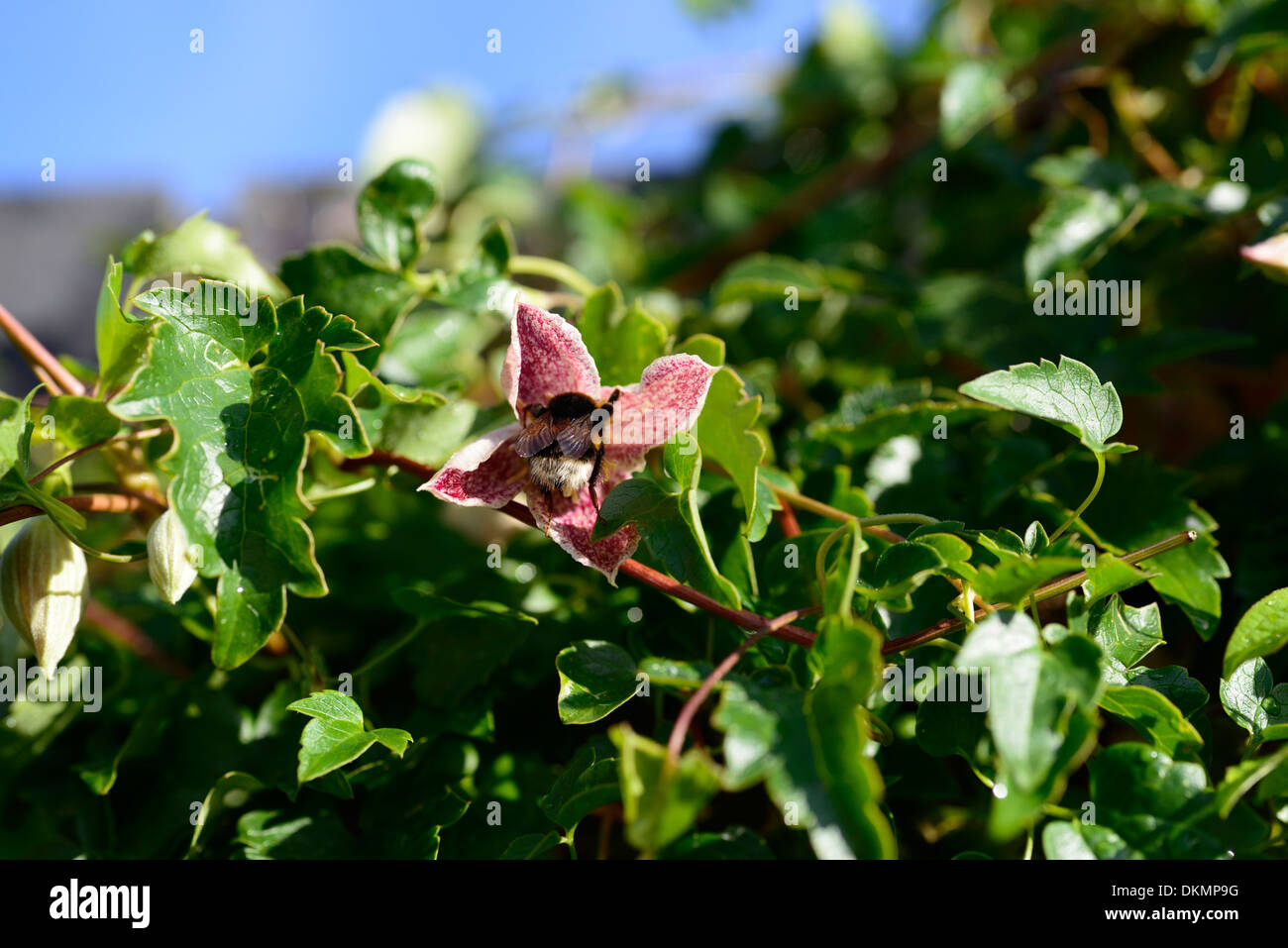 Clematis cirrhosa freckles Bumble Bee alimentazione di inizio primavera scalatore sempreverde perenne Foto Stock