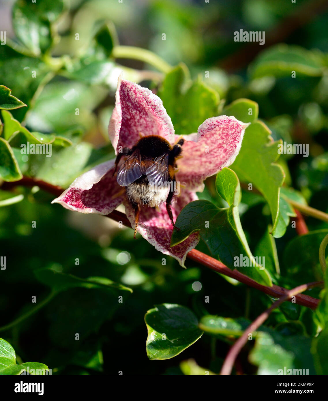 Clematis cirrhosa freckles Bumble Bee alimentazione di inizio primavera scalatore sempreverde perenne Foto Stock