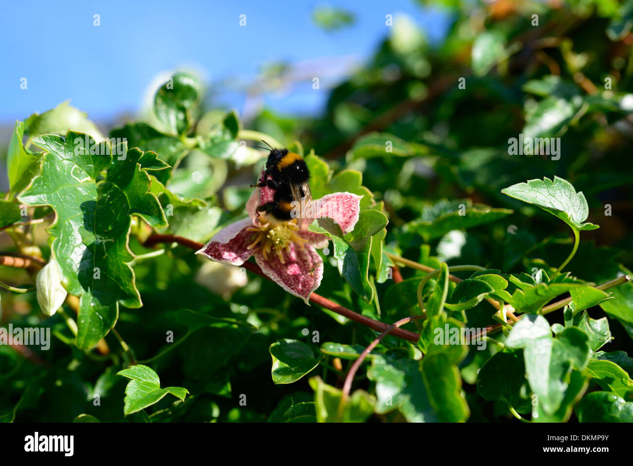 Clematis cirrhosa freckles Bumble Bee alimentazione di inizio primavera scalatore sempreverde perenne Foto Stock