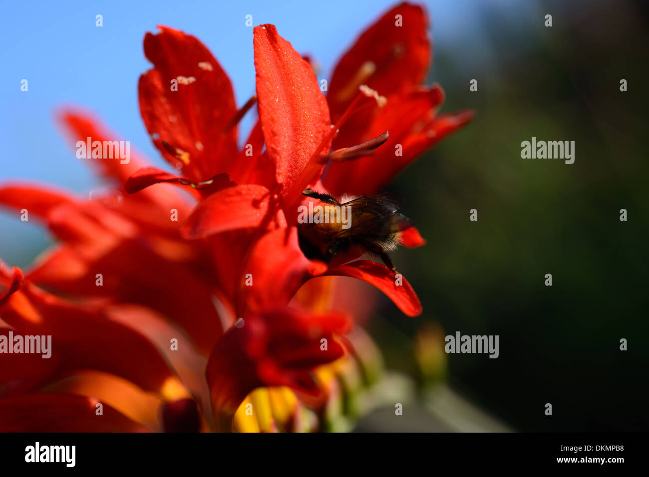 Crocosmia lucifer bee sbarco red fiore fiori fioritura corm perenne Foto Stock