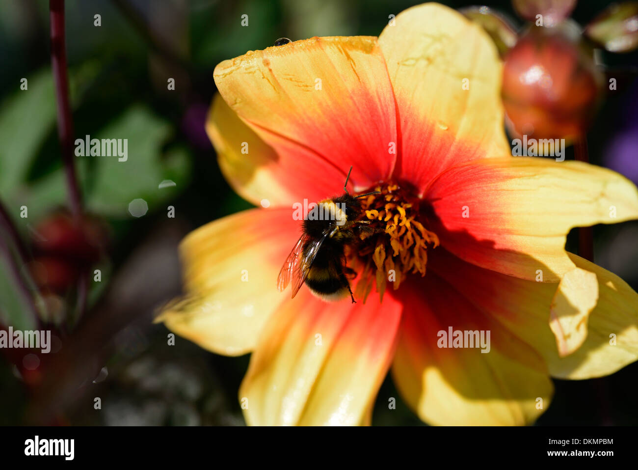 Moonfire dahlia giallo arancione petali di fiori fioritura fioriture centri rosso approfondimento close-up di ups unico perennials tuberosa Foto Stock