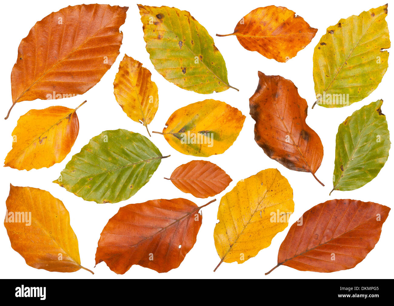 Foglie di autunno intaglio su sfondo bianco Foto Stock