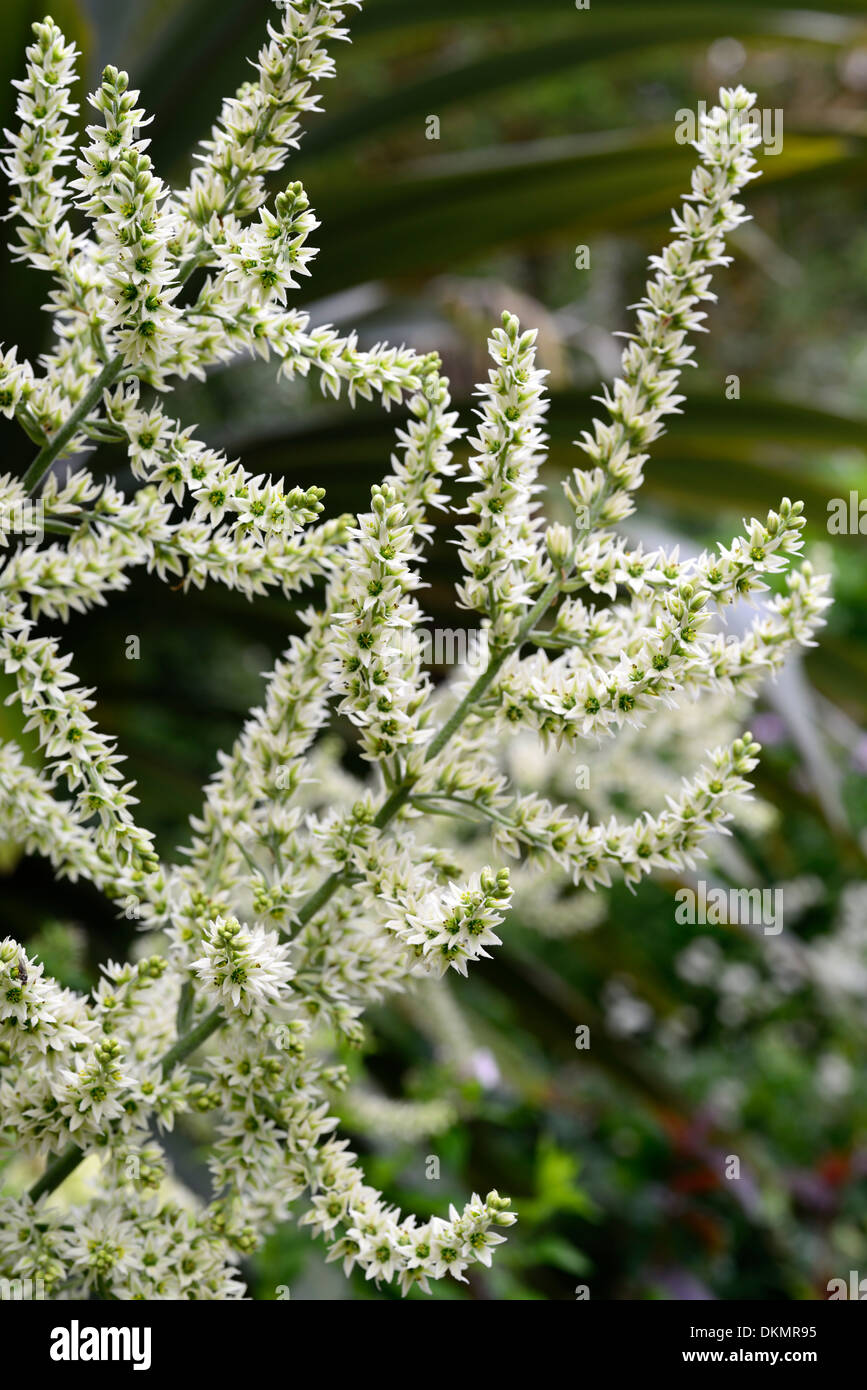 Veratrum album falso helleborine europeo l'elleboro bianco bianco panna vegetale fiori ritratti closeup messa a fuoco selettiva estate Foto Stock