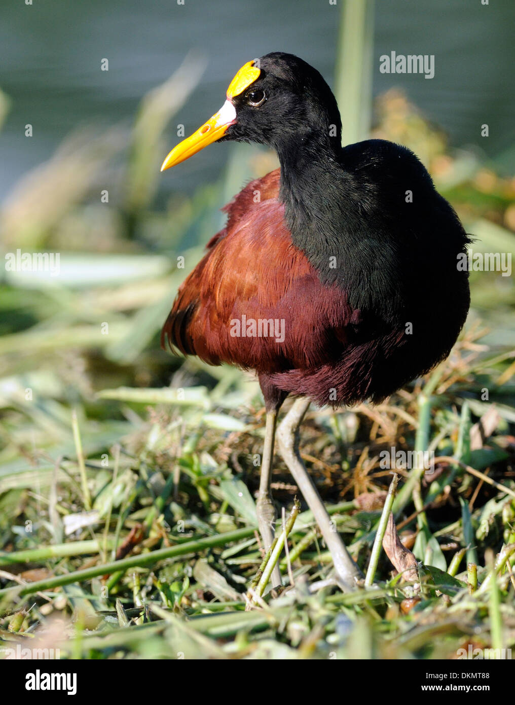 Nord (Jacana Jacana spinosa). La Fortuna de San Carlos, al Parco Nazionale del Vulcano Arenal, Costa Rica. Foto Stock