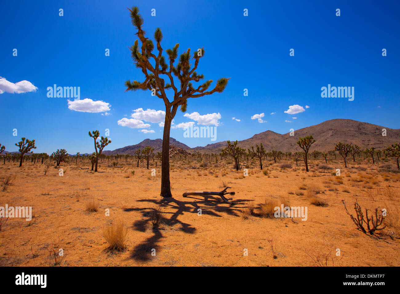 Parco nazionale di Joshua Tree Yucca Valley nel deserto Mohave California USA Foto Stock