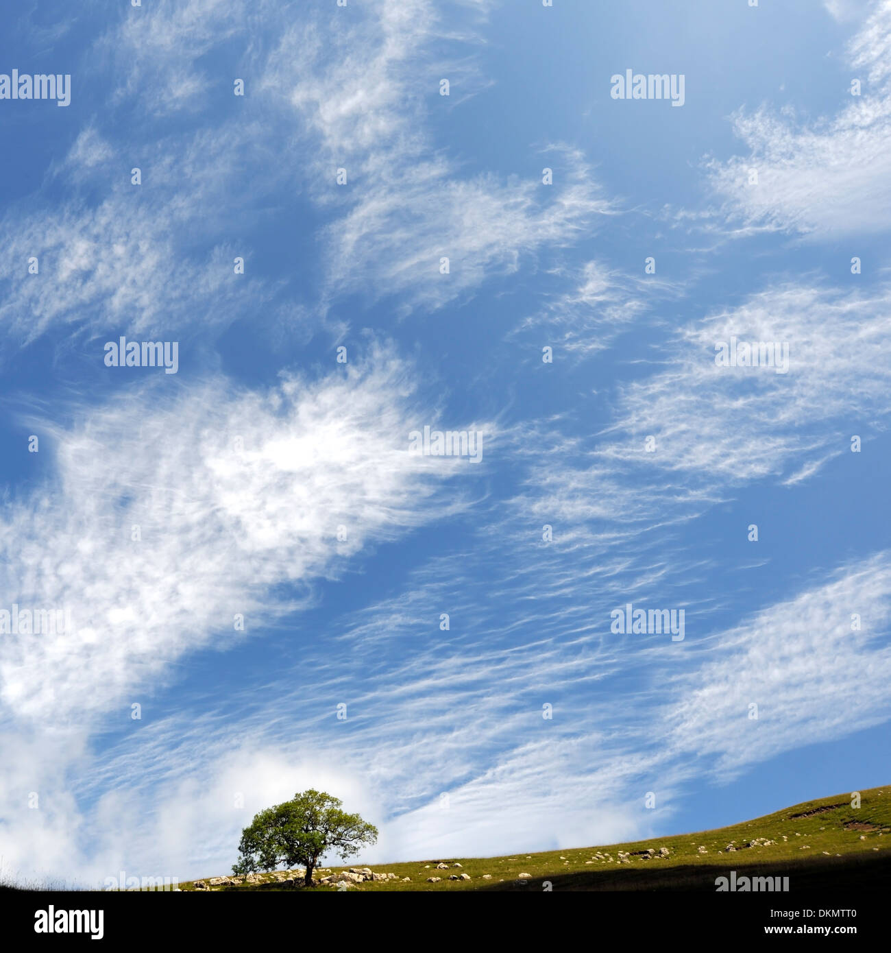 Sorprendente cirrus nuvole al di sopra di un unico albero soleggiato, Superiore Wharfedale, Yorkshire Dales National Park in Inghilterra Foto Stock