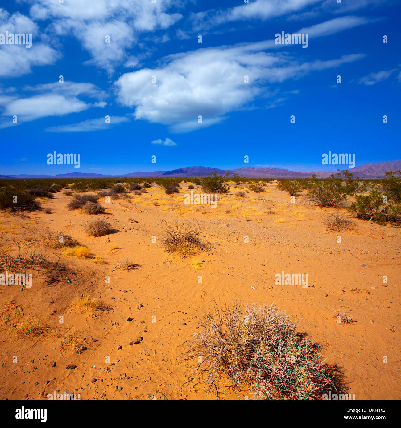 Deserto Mohave in California Yucca Valley NEGLI STATI UNITI Foto Stock