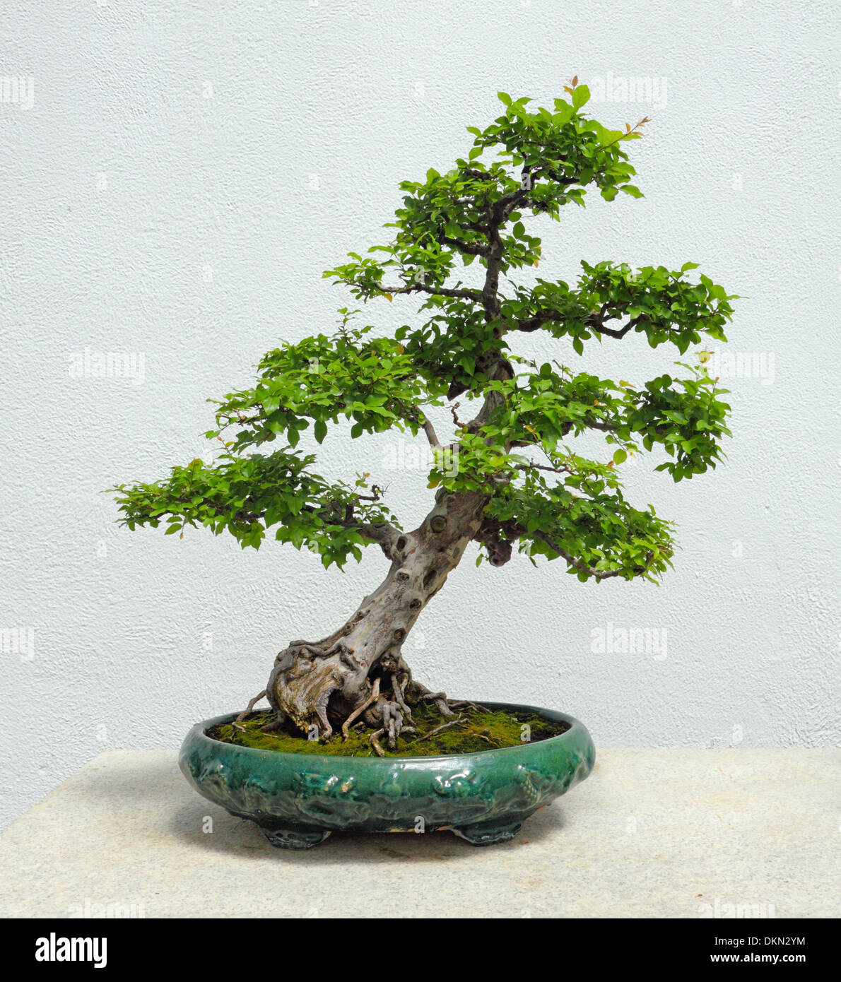 Un Cinese Sweetplum albero di Bonsai Foto Stock