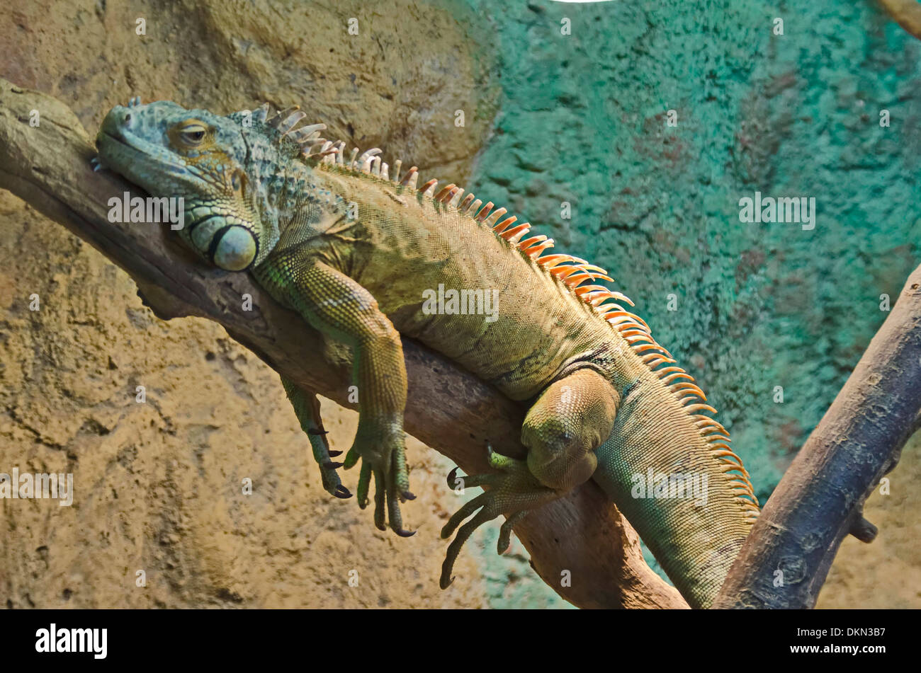 Iguana in appoggio sul tronco di albero nel giardino zoologico Foto Stock