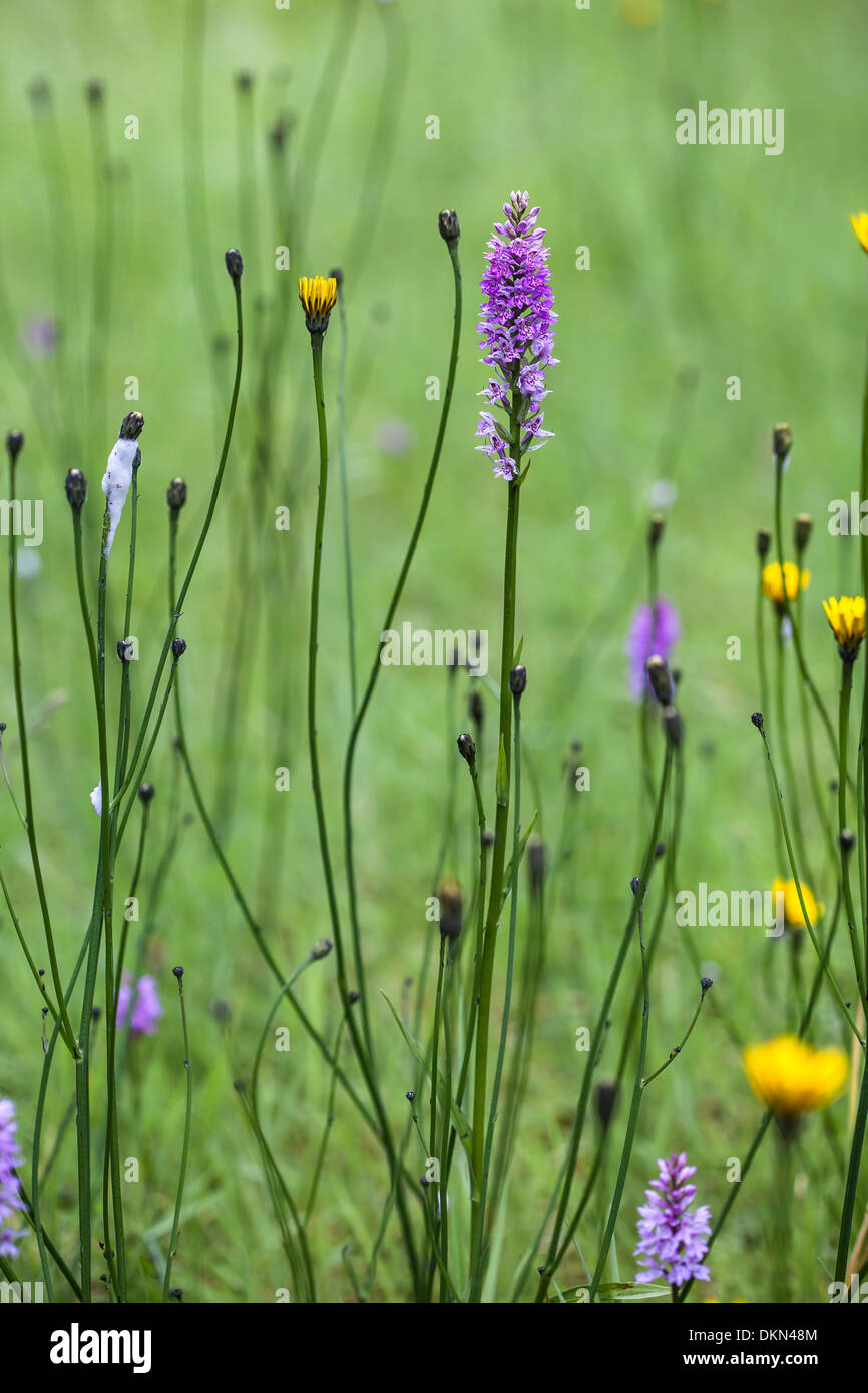 Broad-Leaved Marsh Orchid sull'Isola di Skye in Scozia/ Foto Stock