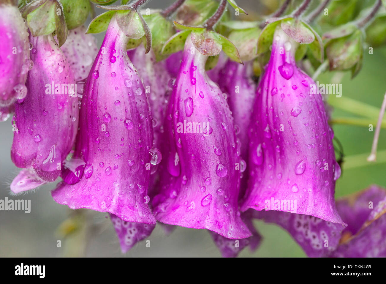 Foxglove (Digitalis purpurea) con la rugiada a Glen Clova in Angus,Scozia Scotland Foto Stock