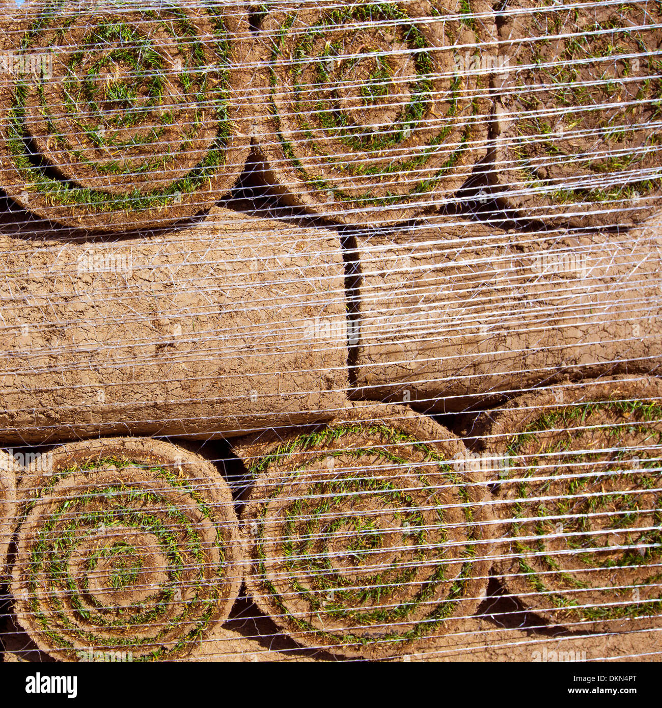 In erba naturale del prato di tappeto erboso in rotoli impilati in righe Foto Stock